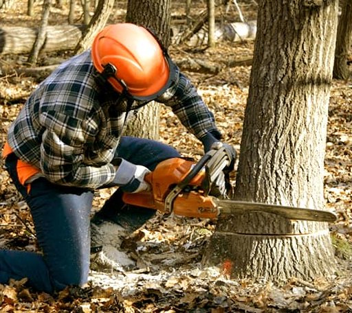 Tree Removal in Newfields, NH